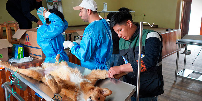ESTERILIZACIÓN_CANINA_PARA_WEB_3.jpg