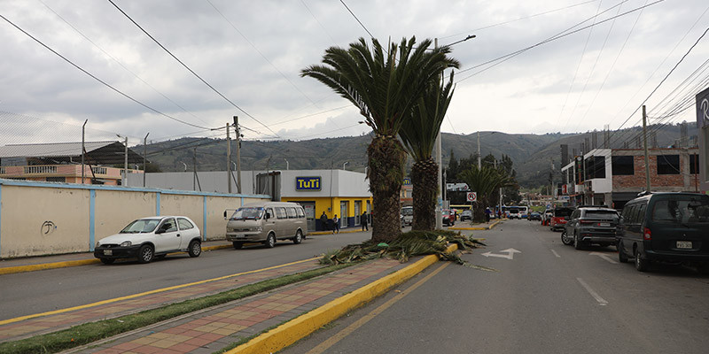 TRABAJO_DE_PALMERAS_PARA_WEB_2.jpg